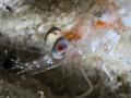   Velvet shrimp night Barracuda Shoal Exumas  